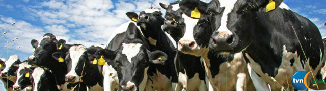Będziemy jeść mniej mięsa i nabiału? Krowy i owce emitują za dużo gazów